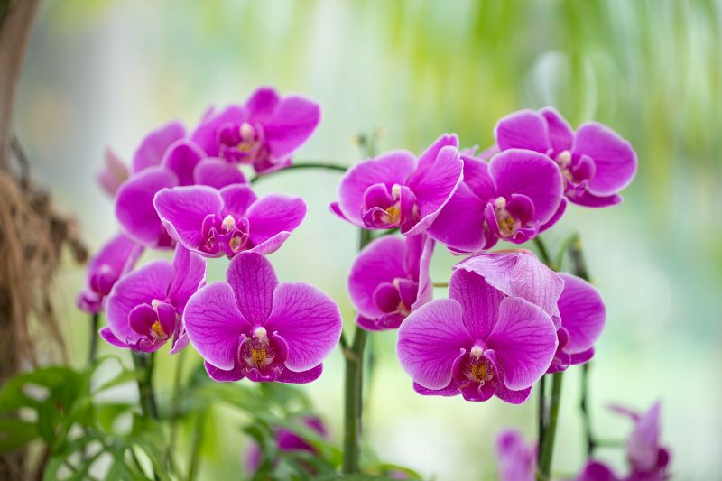 高級感のある紫色の胡蝶蘭 ギフトとしての魅力は 胡蝶蘭 スタンド花のプレミアガーデン