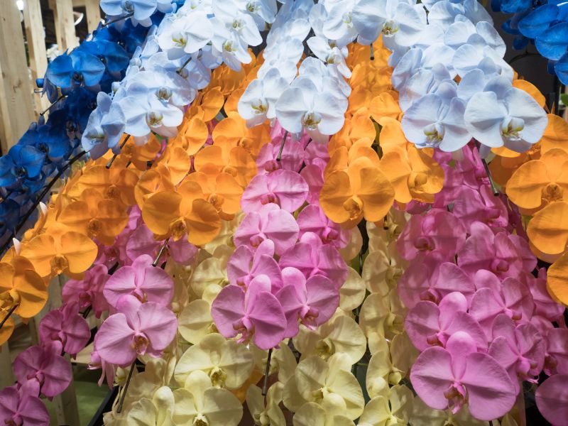 珍しい品種の胡蝶蘭を贈ろう 希少な種類や色の胡蝶蘭 胡蝶蘭 スタンド花のプレミアガーデン