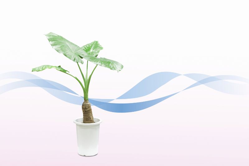 観葉植物には空気清浄効果がある おすすめのエコプラント10選 胡蝶蘭 スタンド花のプレミアガーデン