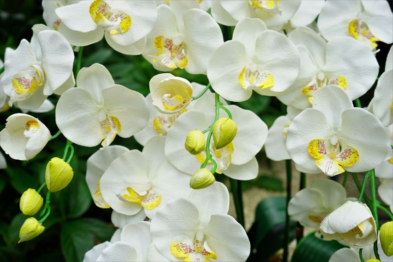 胡蝶蘭の花が枯れたらどうすればいい 対処法と管理方法を分かりやすくご紹介 胡蝶蘭 スタンド花のプレミアガーデン