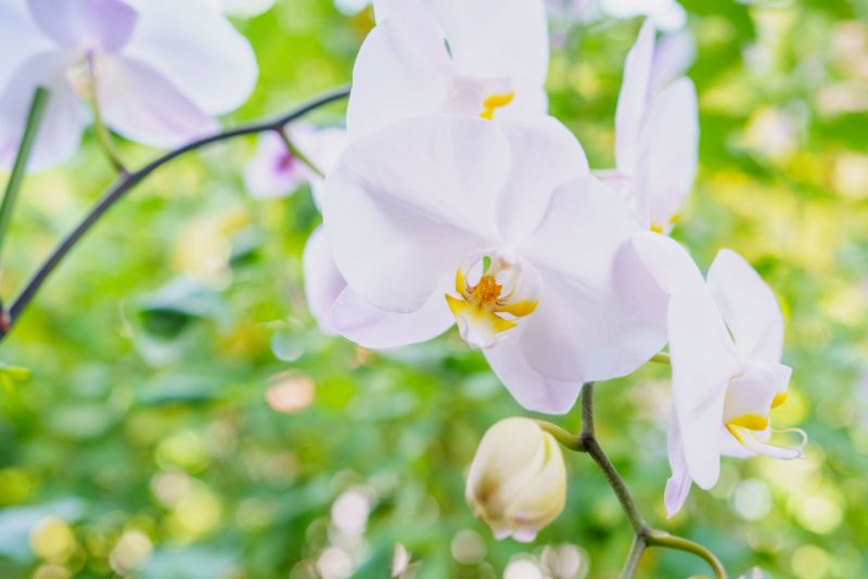 胡蝶蘭の花芽と新根とは 見分け方から管理方法まで詳しくご紹介 胡蝶蘭 スタンド花のプレミアガーデン