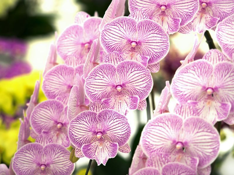 胡蝶蘭にカビが生えてきたらどうすればいい 原因と対処法を分かりやすく解説 胡蝶蘭 スタンド花のプレミアガーデン
