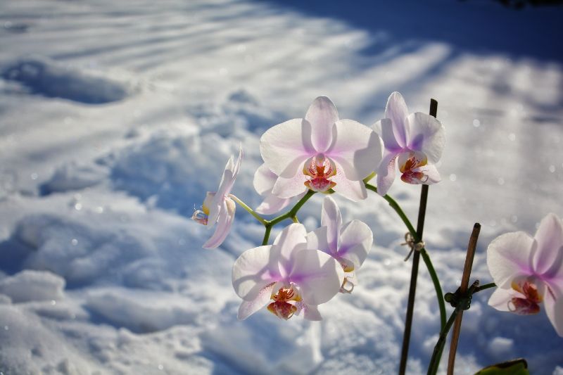 胡蝶蘭に霧吹きでスプレーすると長持ちするって本当 正しい水の与え方を詳しく解説 胡蝶蘭 スタンド花のプレミアガーデン