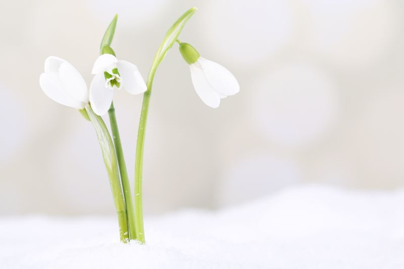 言葉 スノー ドロップ 花 スノードロップの花言葉。清らかさと死の言い伝えを持つ美しい花