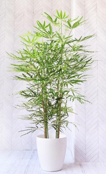 観葉植物アラレアの育て方！風水効果や花言葉、種類も解説 | 胡蝶蘭 