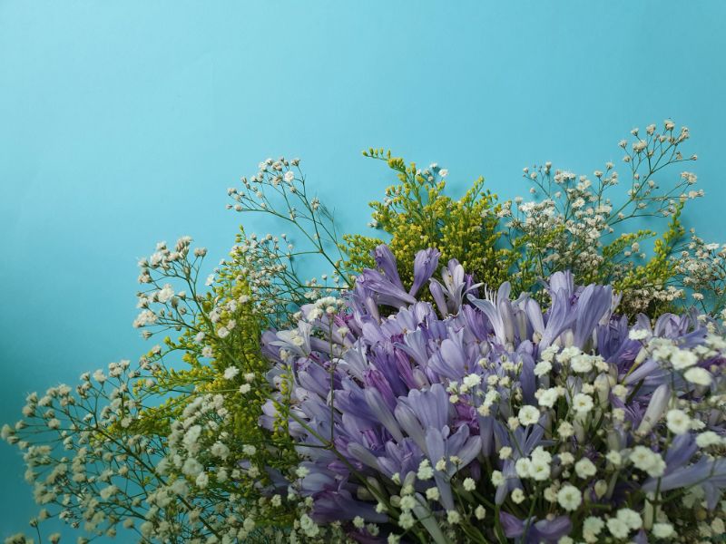 恋愛にまつわる素敵な花言葉で 想いを伝えよう 胡蝶蘭 スタンド花のプレミアガーデン
