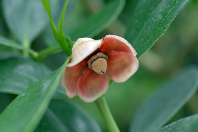 自然のメッセンジャー クルシア ロゼアの魅力や特徴 花言葉など 胡蝶蘭 スタンド花のプレミアガーデン