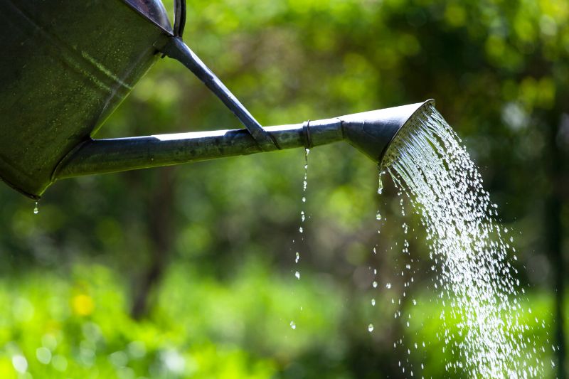 ずんぐりした幹が魅力 ボーカルネア グラキリスの特徴や育て方のコツ 胡蝶蘭 スタンド花のプレミアガーデン