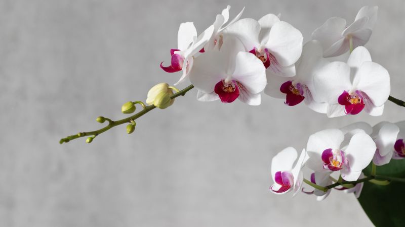 もらった胡蝶蘭 いつまで飾る 長持ちさせる方法や花が終わった後の対処法もご紹介 胡蝶蘭 スタンド花のプレミアガーデン