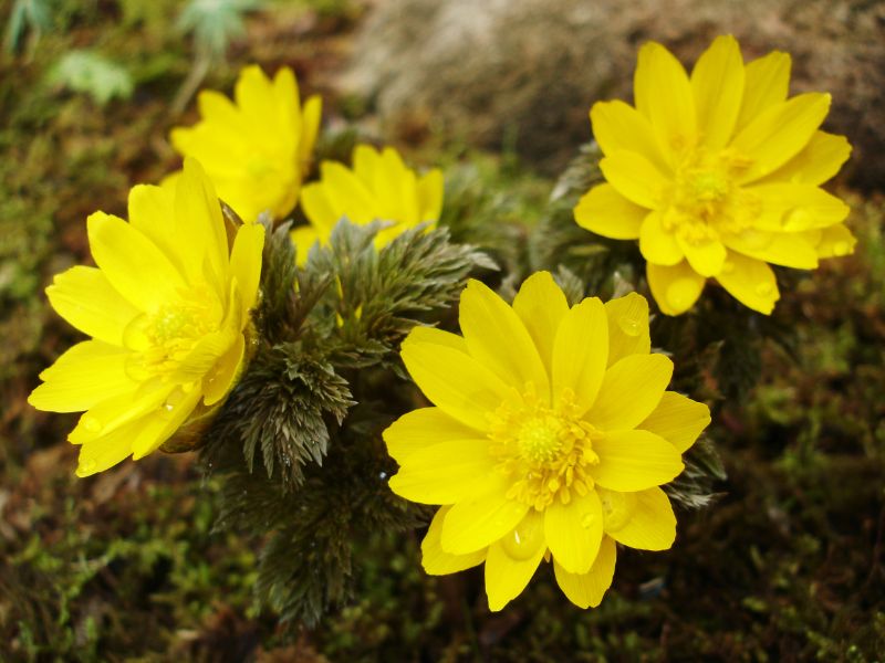 春に先駆け2月に咲く代表的なお花10選 | 胡蝶蘭・スタンド花のプレミアガーデン