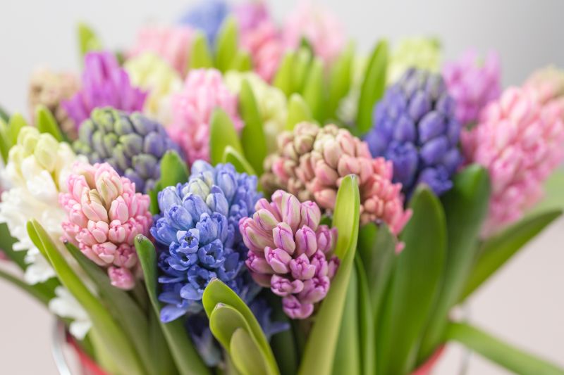 早春に漂う甘い香り ヒヤシンスの育て方や品種 花言葉など 胡蝶蘭 スタンド花のプレミアガーデン