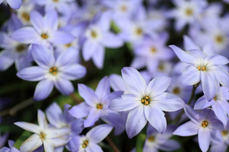 春を彩る球根植物12選｜毎年開花する球根植物の魅力 | 胡蝶蘭・スタンド花のプレミアガーデン