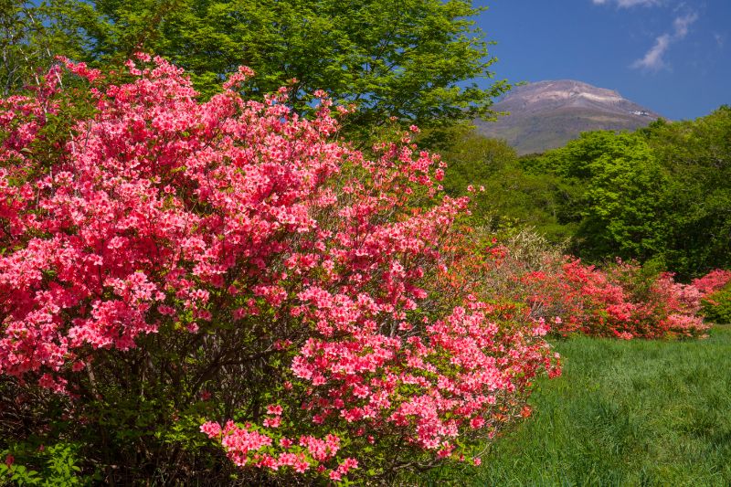 ゴージャスで鮮やかな花のアザレア 特徴や育て方 花言葉など 胡蝶蘭 スタンド花のプレミアガーデン