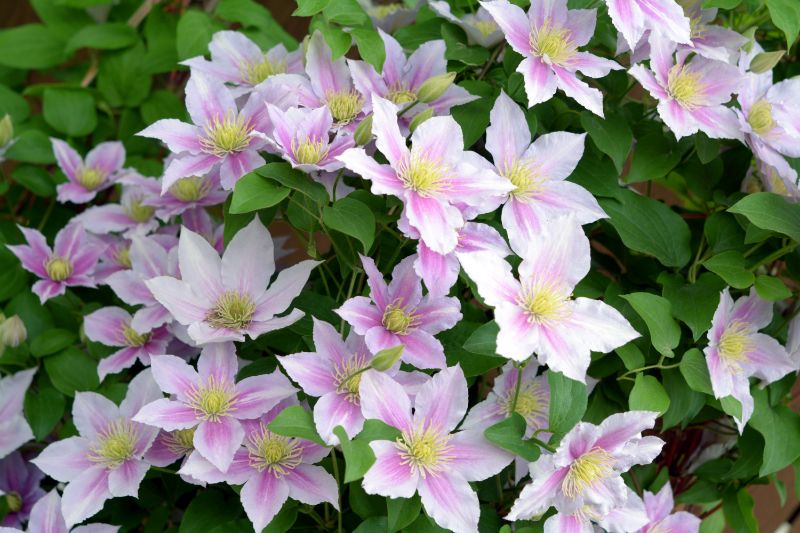 つる性植物の女王 クレマチス 特徴や育て方 種類など 胡蝶蘭 スタンド花のプレミアガーデン