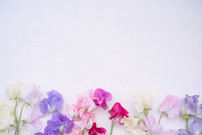 切り花のスイートピーで春を感じよう お手入れや長持ちのコツ 胡蝶蘭 スタンド花のプレミアガーデン