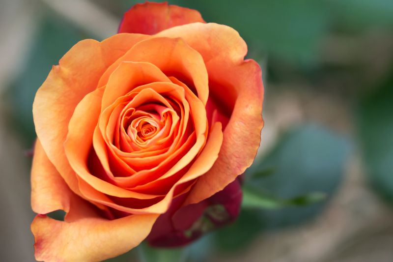 大切な人に贈りたいオレンジのバラ！おすすめの飾り方や贈り方を紹介 | 胡蝶蘭・スタンド花のプレミアガーデン