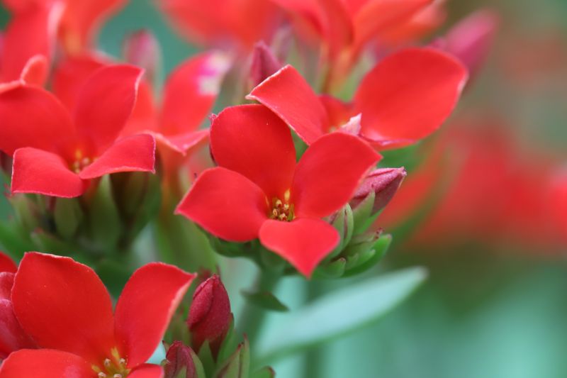 小さな星の花 カランコエを贈ろう 特徴や花言葉 胡蝶蘭 スタンド花のプレミアガーデン