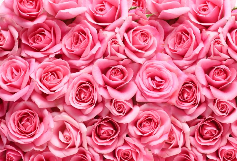 お花屋さんを彩るバラの花｜値段の相場やバラの歴史 | 胡蝶蘭