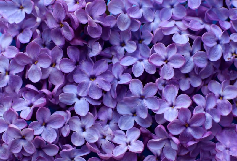 紫色でまとめた花束は高貴な印象 おすすめ品種も紹介 胡蝶蘭 スタンド花のプレミアガーデン