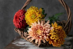 菊（キク） の花言葉は？色別の意味をご紹介！ | 胡蝶蘭・スタンド花のプレミアガーデン