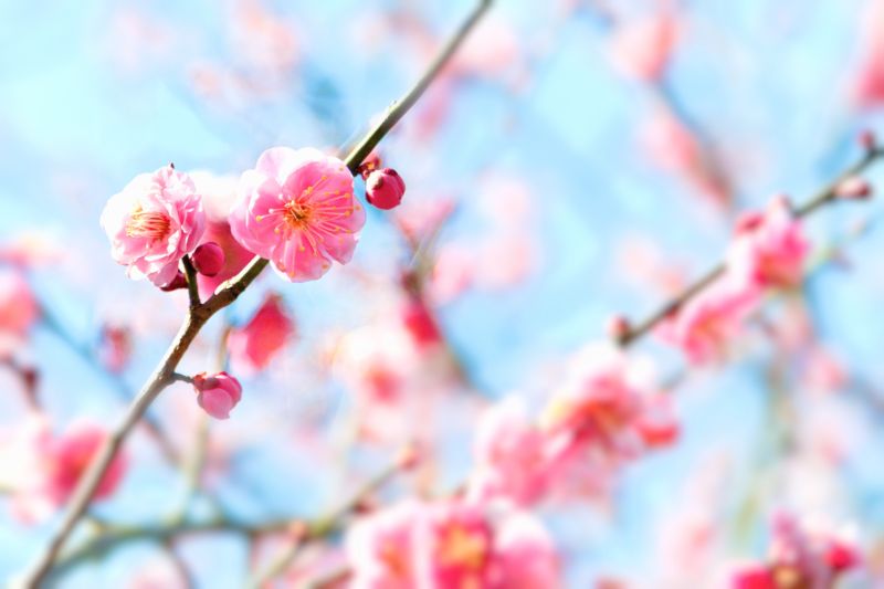 梅の花の育て方！剪定のポイントや栽培の注意点とは | 胡蝶蘭