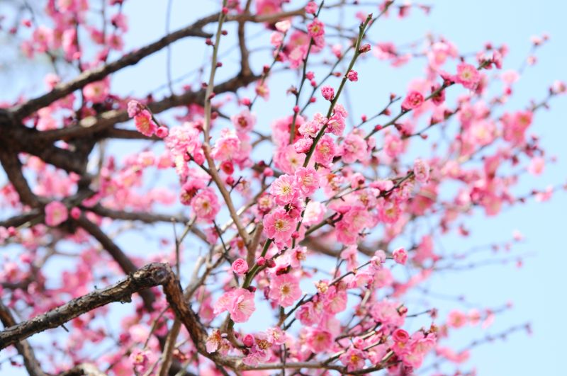 梅の花の育て方！剪定のポイントや栽培の注意点とは | 胡蝶蘭