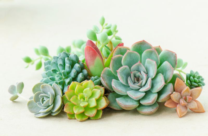 陰毛が白い場合はいつ医師の診察を受けるべきか