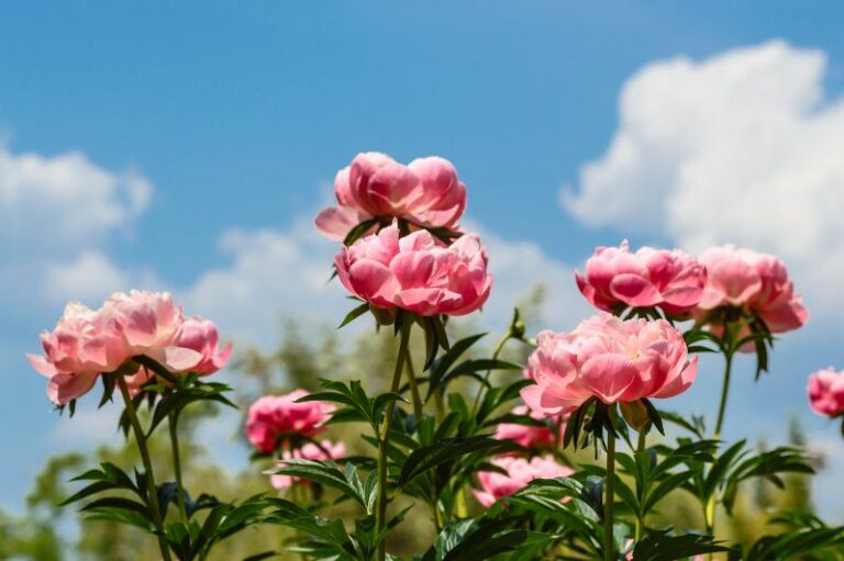 シャクヤクってどんな花?特徴や品種、花言葉、育て方まで徹底解説 | 胡蝶蘭・スタンド花のプレミアガーデン