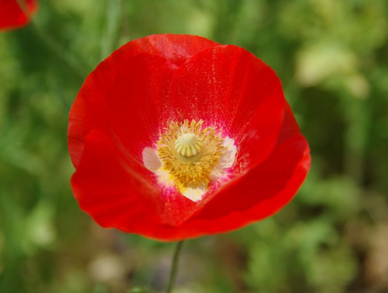 赤いポピーの花