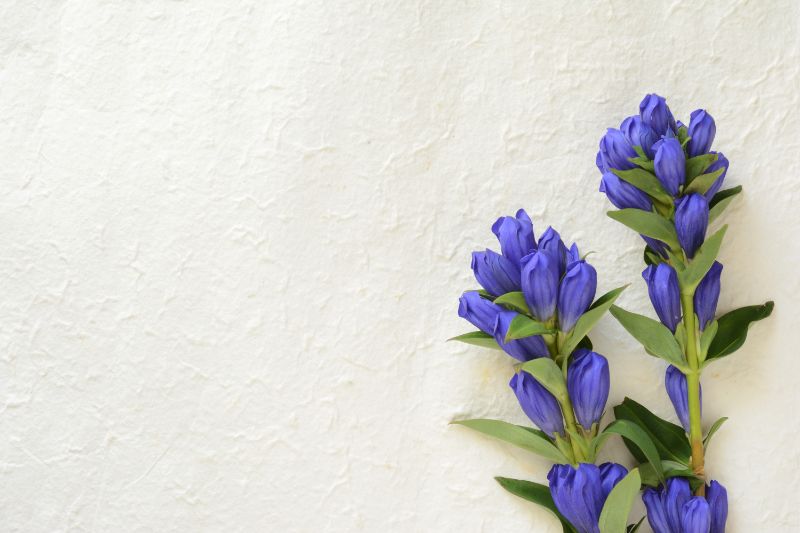 竜胆（リンドウ）が咲く季節は？名前の由来や花言葉をご紹介 | 胡蝶蘭  