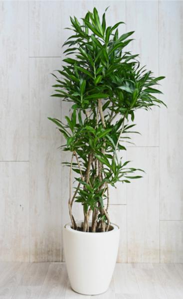 大きい観葉植物11選！室内でも元気に育つ種類と育て方のコツを解説 