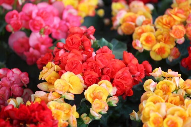 ベゴニアの花言葉は「幸福な日々」色別・品種別の花言葉や育て方も紹介 | 胡蝶蘭・スタンド花のプレミアガーデン