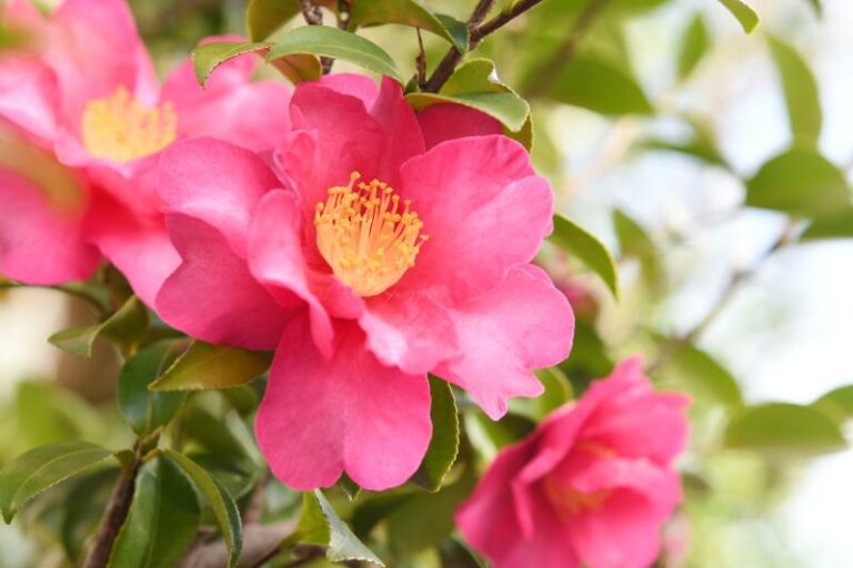 サザンカの花言葉は?特徴・基本情報や贈るのにおすすめのシーンを解説 | 胡蝶蘭・スタンド花のプレミアガーデン