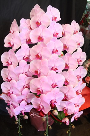 華やかで豪華な印象を与えるピンクの3本立て・大輪の胡蝶蘭