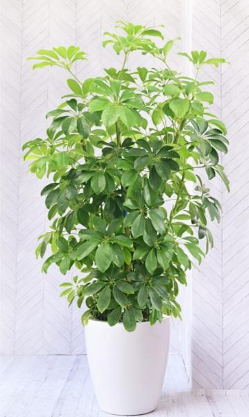 リビングに置くおすすめの観葉植物を大型と小さめに分けて紹介！置き方 