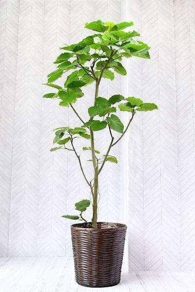 大型の観葉植物の魅力とは？おすすめの品種やより楽しむアイデアなどを 