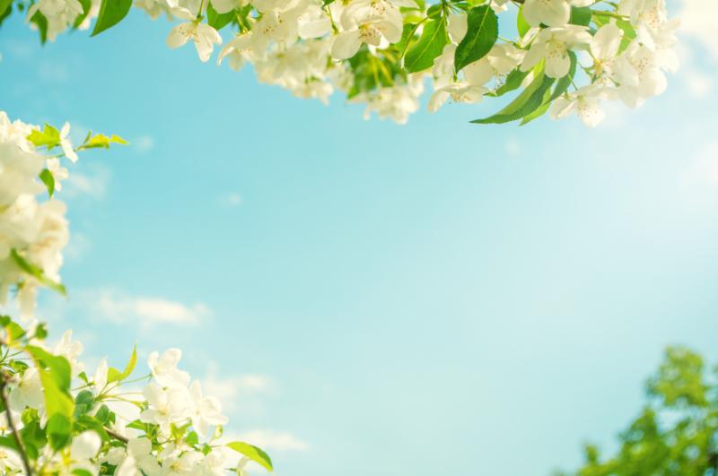5月 花 イメージ