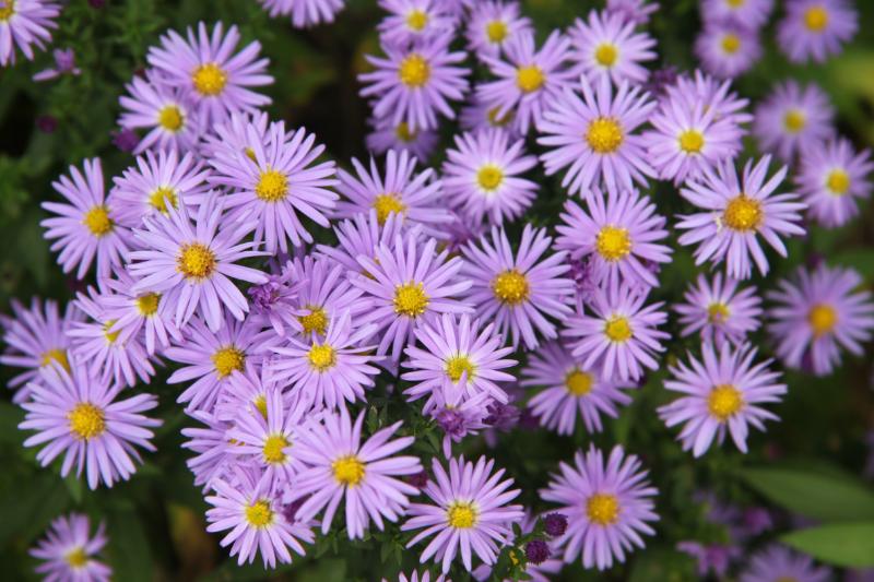 6月 誕生日 花 おすすめ
