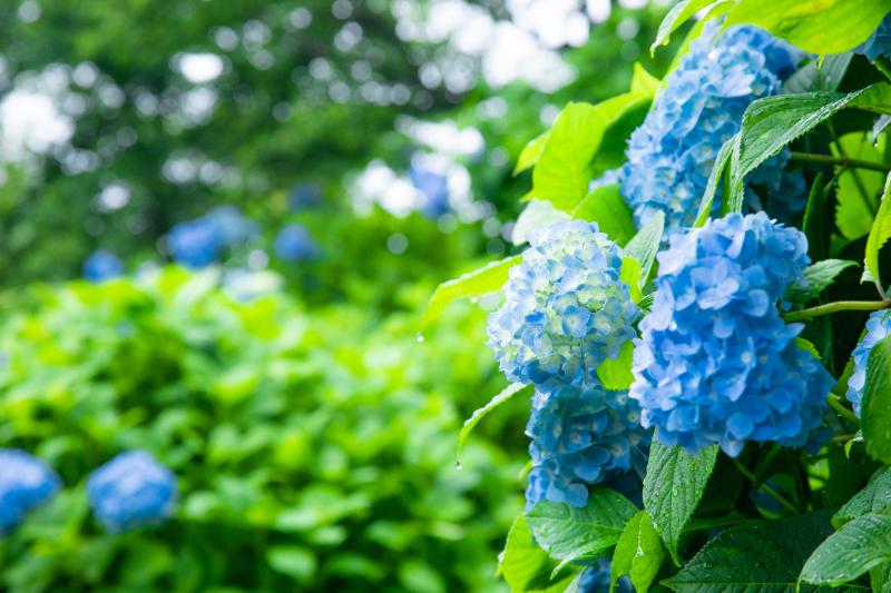 紫陽花 梅雨 イメージ