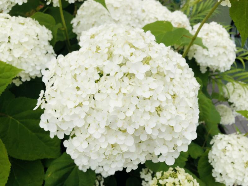 紫陽花 種類