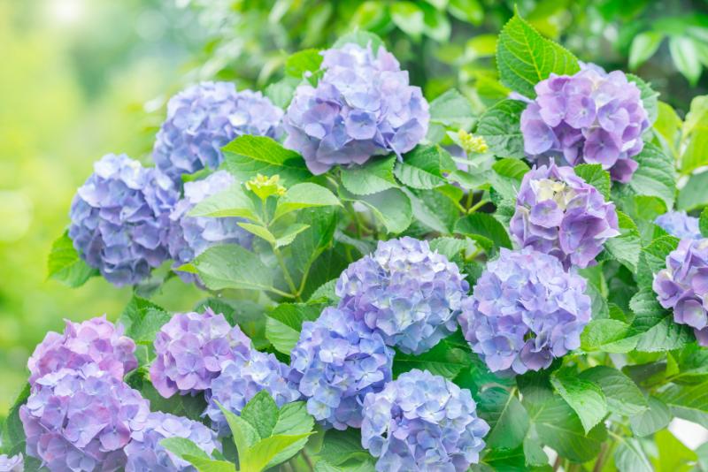 紫陽花 梅雨 楽しみ方