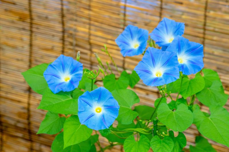 夏に咲く花 おすすめ