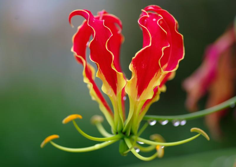 夏の花 プレゼント おすすめ