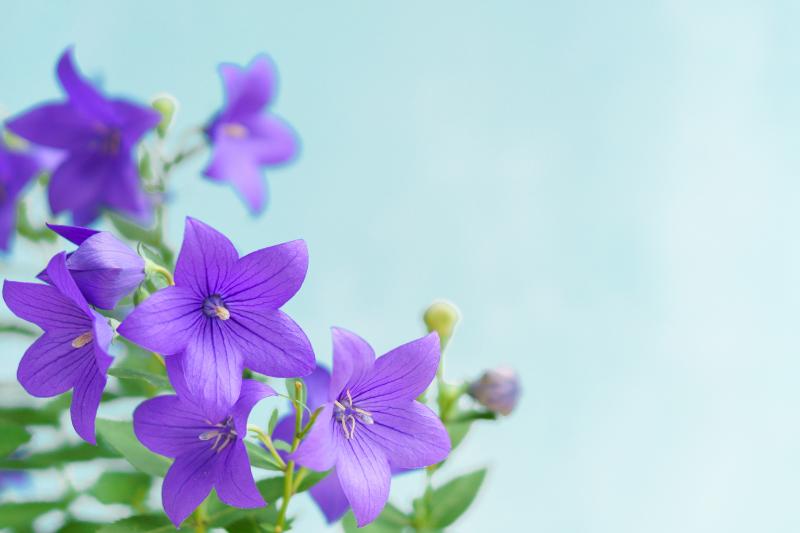 お盆に咲く花 イメージ