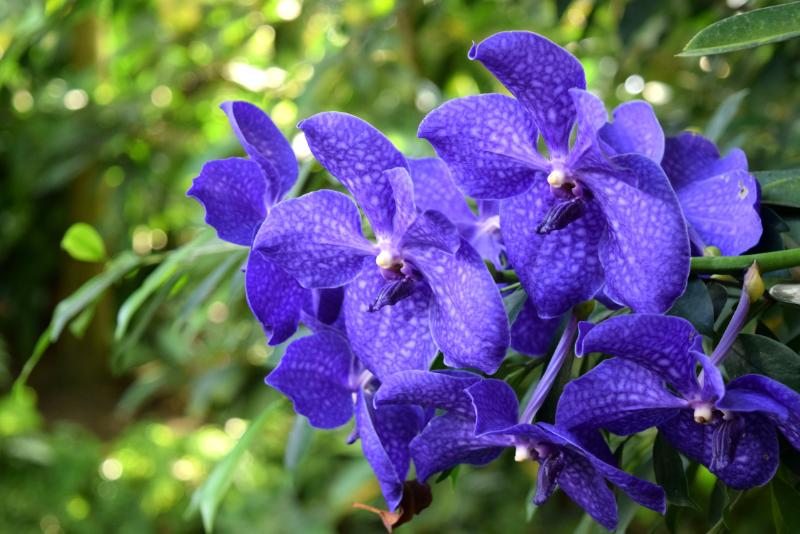 紫の花束 花材