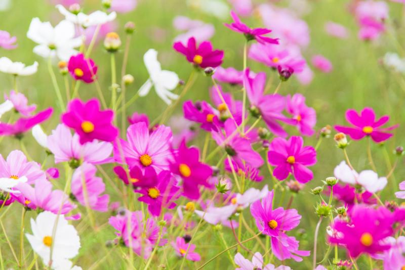 秋の花 季節 イメージ