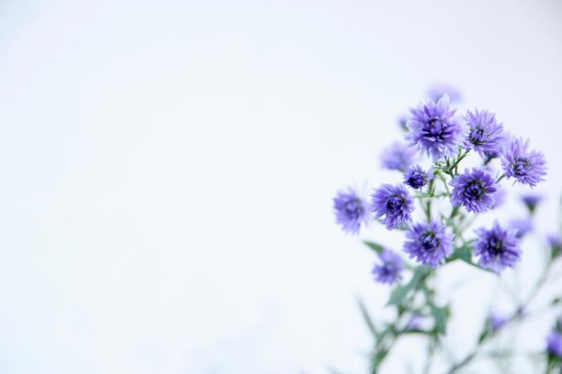 秋の季節におすすめの花材10選