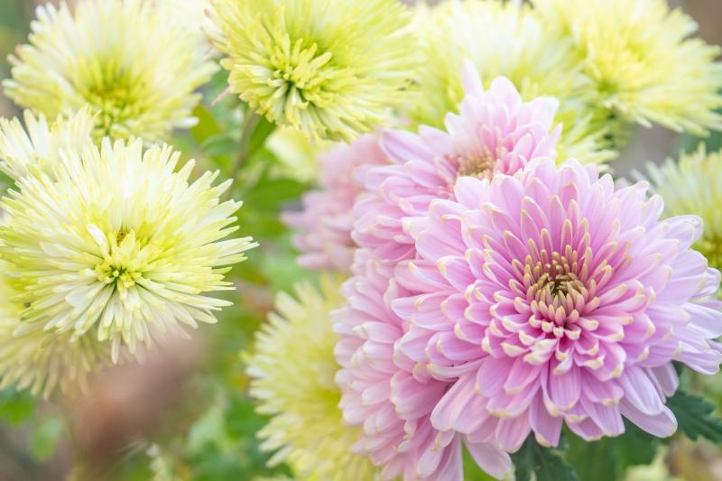 敬老の日の花束におすすめの花材5選