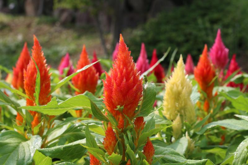 秋のお彼岸の仏花に向いている花