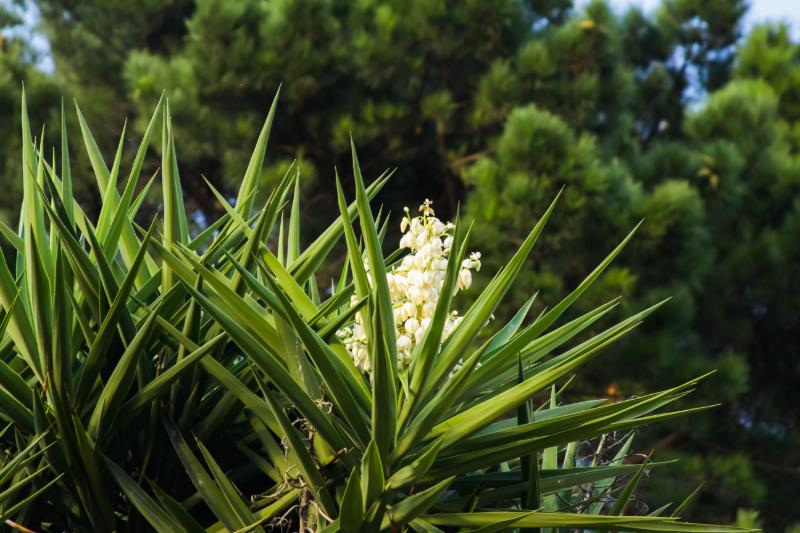 ユッカ 観葉植物 イメージ